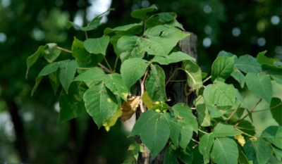 stuffyoushouldknow-podcasts-wp-content-uploads-sites-16-2015-01-poison-ivy-600x350