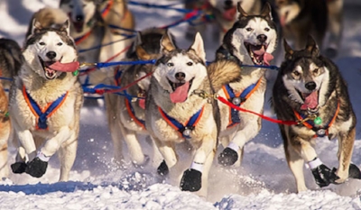 stuffyoushouldknow-podcasts-wp-content-uploads-sites-16-2016-03-iditarod_600x350